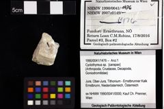 Foto (Objket + Etiketten) von Cracensigillatus acutirostrus (Moericke, 1889) 